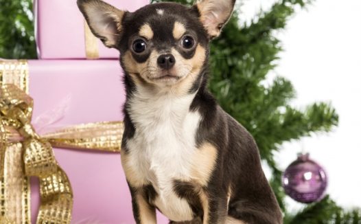 纯种吉娃娃图片