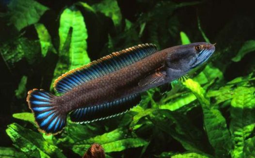 彩虹雷龙认主人吗