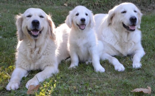 三只金毛猎犬图片