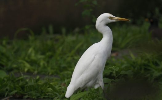 野生黄嘴白鹭摄影图片
