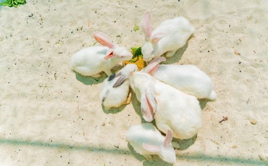 一群白色小兔子图片