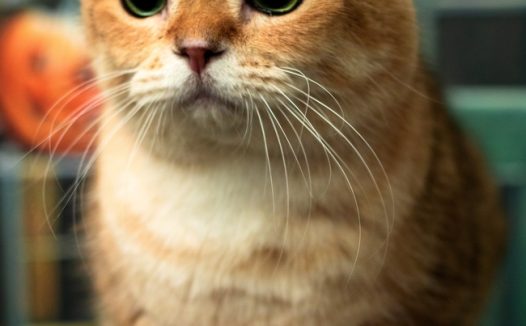 可爱呆萌苏格兰折耳猫摄影图片