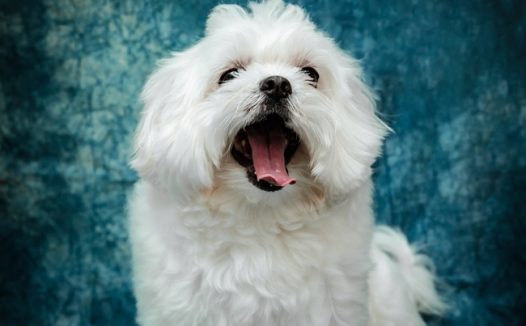 白色野生贵宾犬狗狗摄影图片