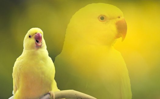 黄色鹦鹉壁纸图片