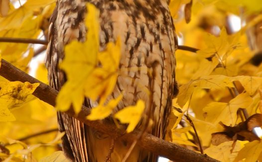 站在树枝上的长耳鸮猫头鹰图片