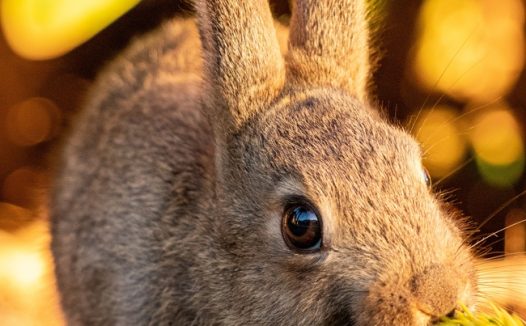 可爱呆萌小野兔图片