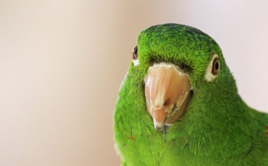 绿色鹦鹉头部特写图片