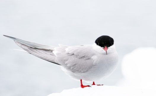 野生白色北极燕鸥摄影图片