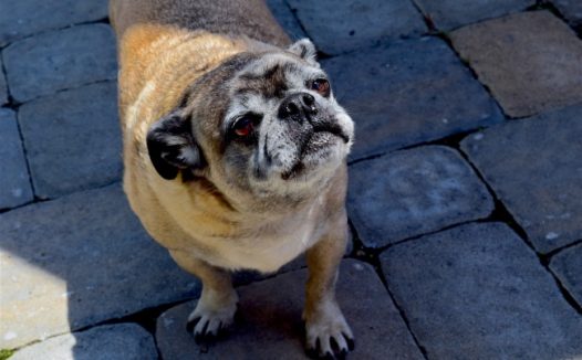 卖萌的可爱狗狗图片