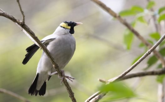 站在树枝上的黑头蜡嘴雀图片