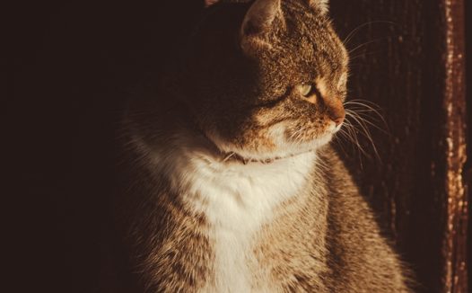 站在门槛上凝视前方的小猫图片