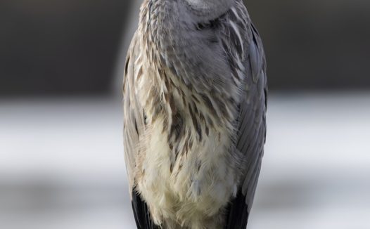 单脚站立的野生苍鹭摄影图片