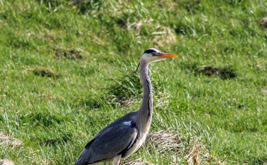 站在绿色草地上的苍鹭图片