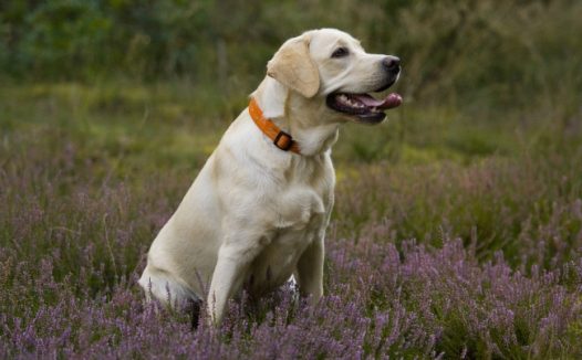 白色拉布拉多犬图片