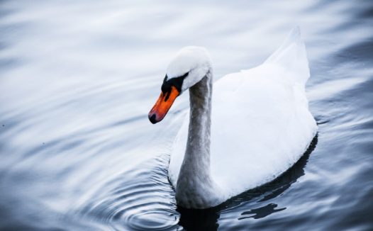 优雅的白天鹅图片