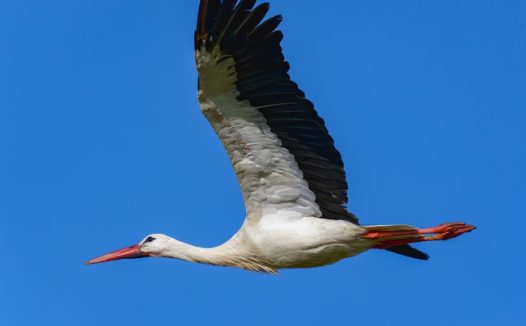 蓝色高空飞翔的白鹳图片