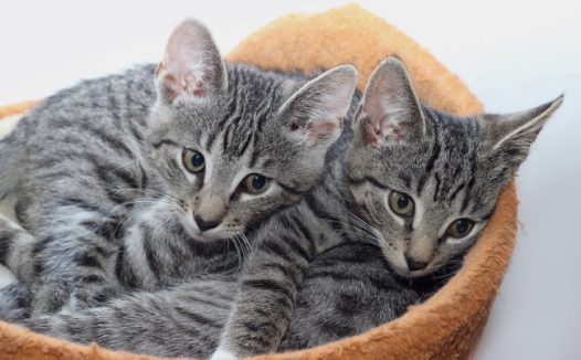 可爱灰色宠物猫图片