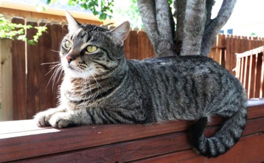 灰色家养猫图片