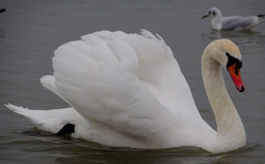 水上漂亮白鹅图片