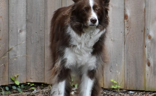 站在木板前的边境牧羊犬图片