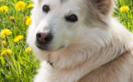可爱西伯利亚犬宠物写真
