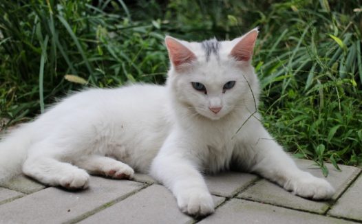 白色基蒂猫图片