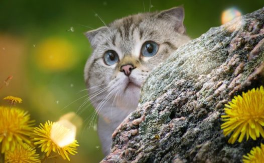 可爱苏格兰折耳猫图片