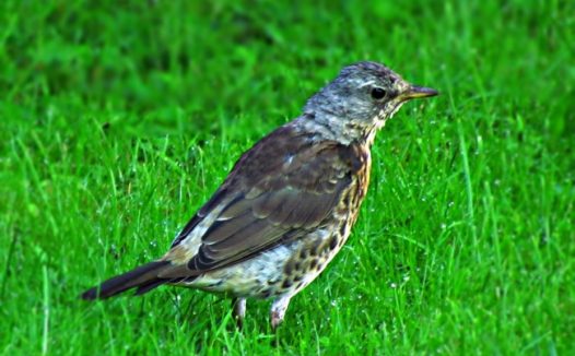 绿草地小鸟图片