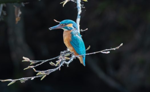 欧洲食蜂鸟图片