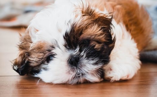 趴在地板上的西施犬摄影图片