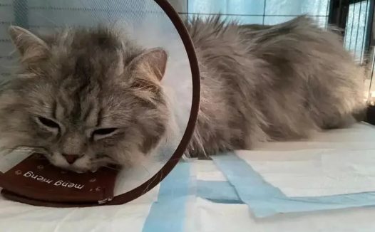 猫咪尿闭几天会死亡?教你如何识别并快速应对