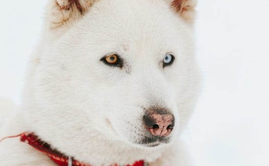 白色哈士奇狗图片