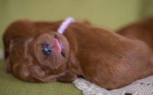 狗细小病怎么治