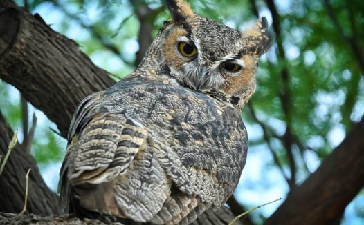 站在树上的野生大角猫头鹰图片