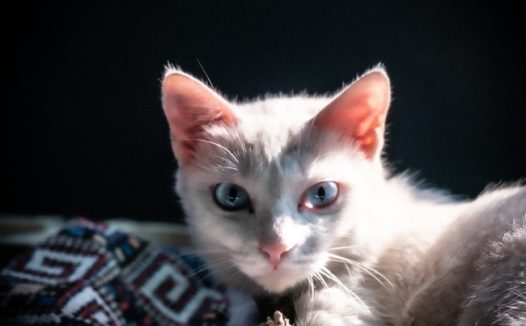 趴着的可爱小猫咪摄影图片