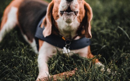 草地休息的小狗图片