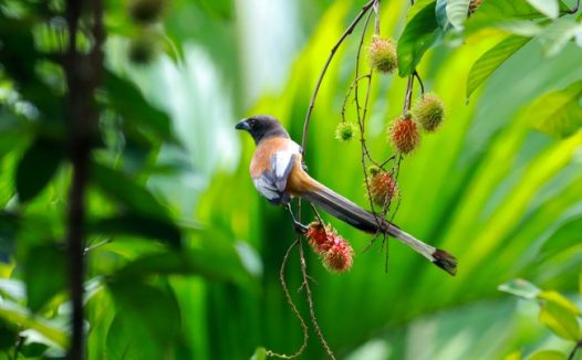 正在树枝上的金丝雀图片