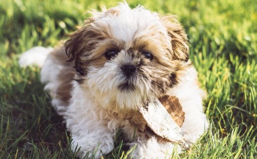 草地可爱呆萌西施犬狗狗图片