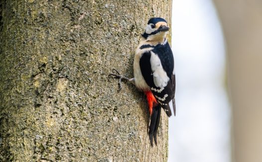 停歇在树上的大斑啄木鸟摄影图片