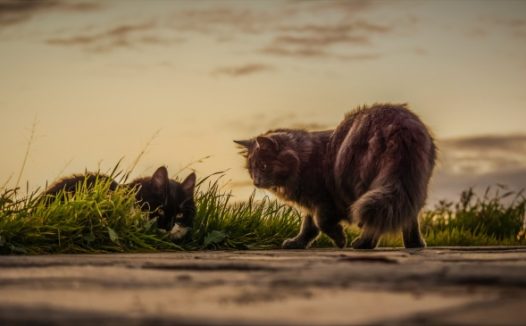 户外野猫摄影图片