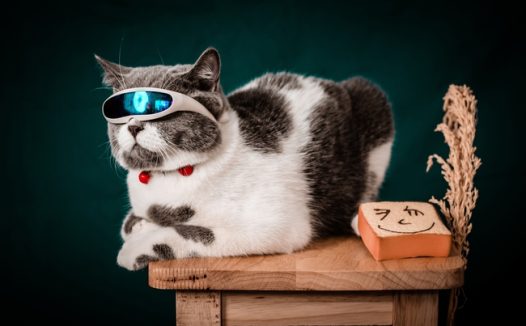 可爱呆萌喵星人写真图片