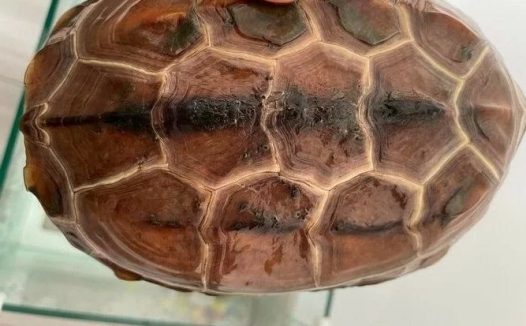 乌龟腐甲治疗方法,新手养龟必看!