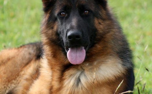 趴在绿色草地比利时牧羊犬图片