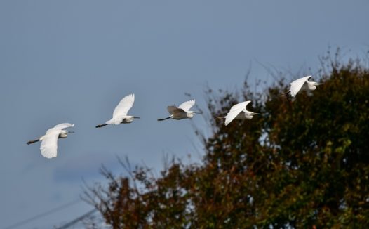 一行白鹭上青天图片素材