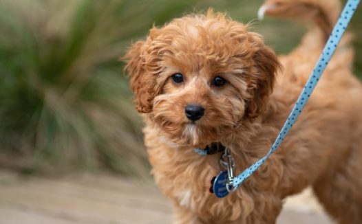 萌宠泰迪狗狗图片