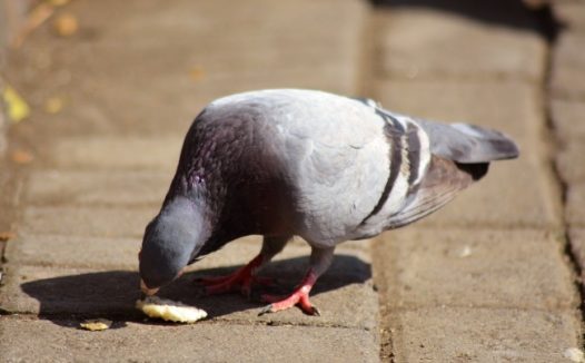 鸽子低头觅食图片