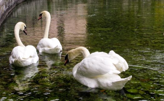 三只白天鹅浮水图片