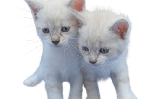 白色小猫咪可爱图片