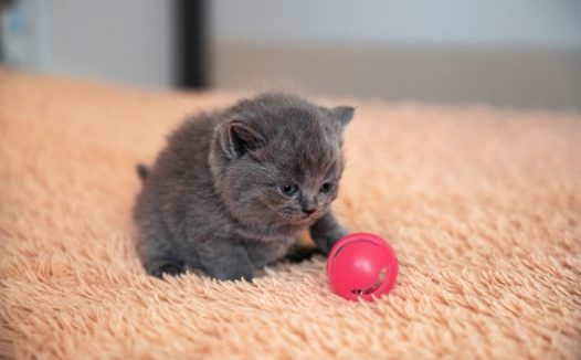 短毛灰色猫图片