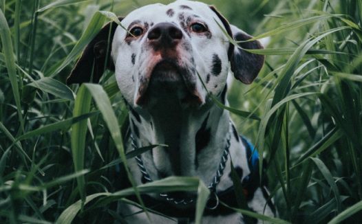 绿色野草丛斑点狗狗图片